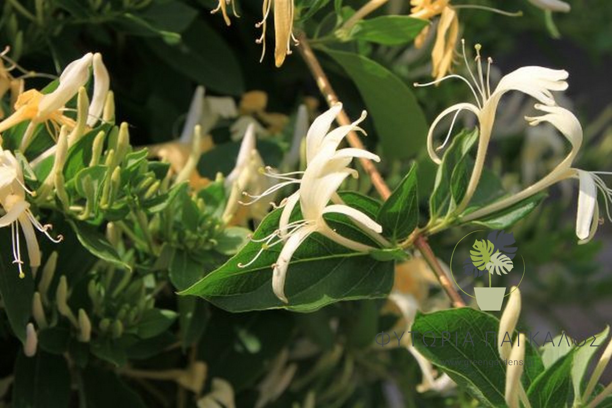 Αγιόκλημα (Lonicera japonica) – Αναρριχώμενο Αρωματικό Φυτό - 3 lt